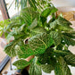 Fittonia Nerve Plant