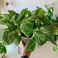 Fittonia Nerve Plant