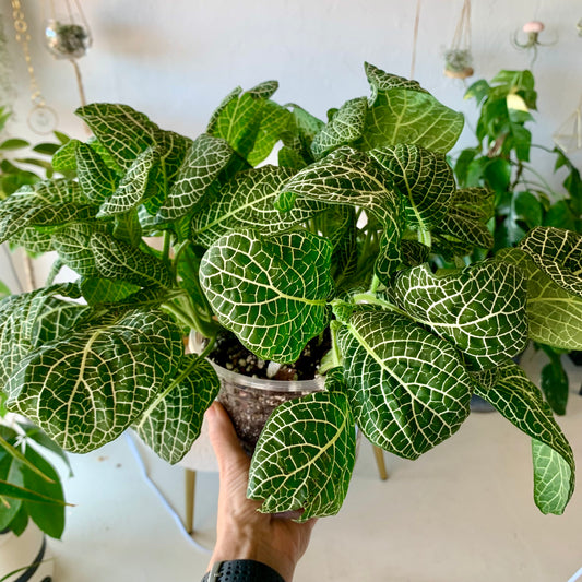Fittonia Nerve Plant