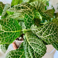 Fittonia Nerve Plant