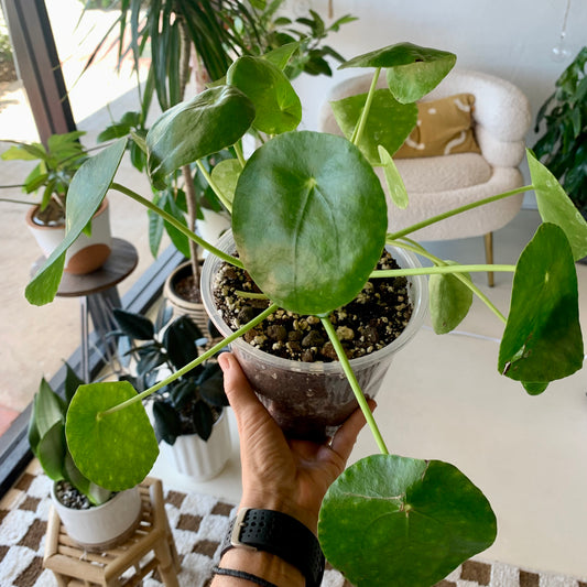 Pilea Peperomiodes