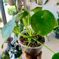 Pilea Peperomiodes