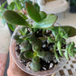 Succulent Mix