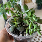 Succulent Mix