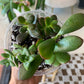 Succulent Mix