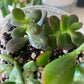 Succulent Mix