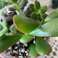 Succulent Mix
