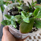 Succulent Mix