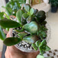 Succulent Mix