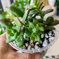 Succulent Mix