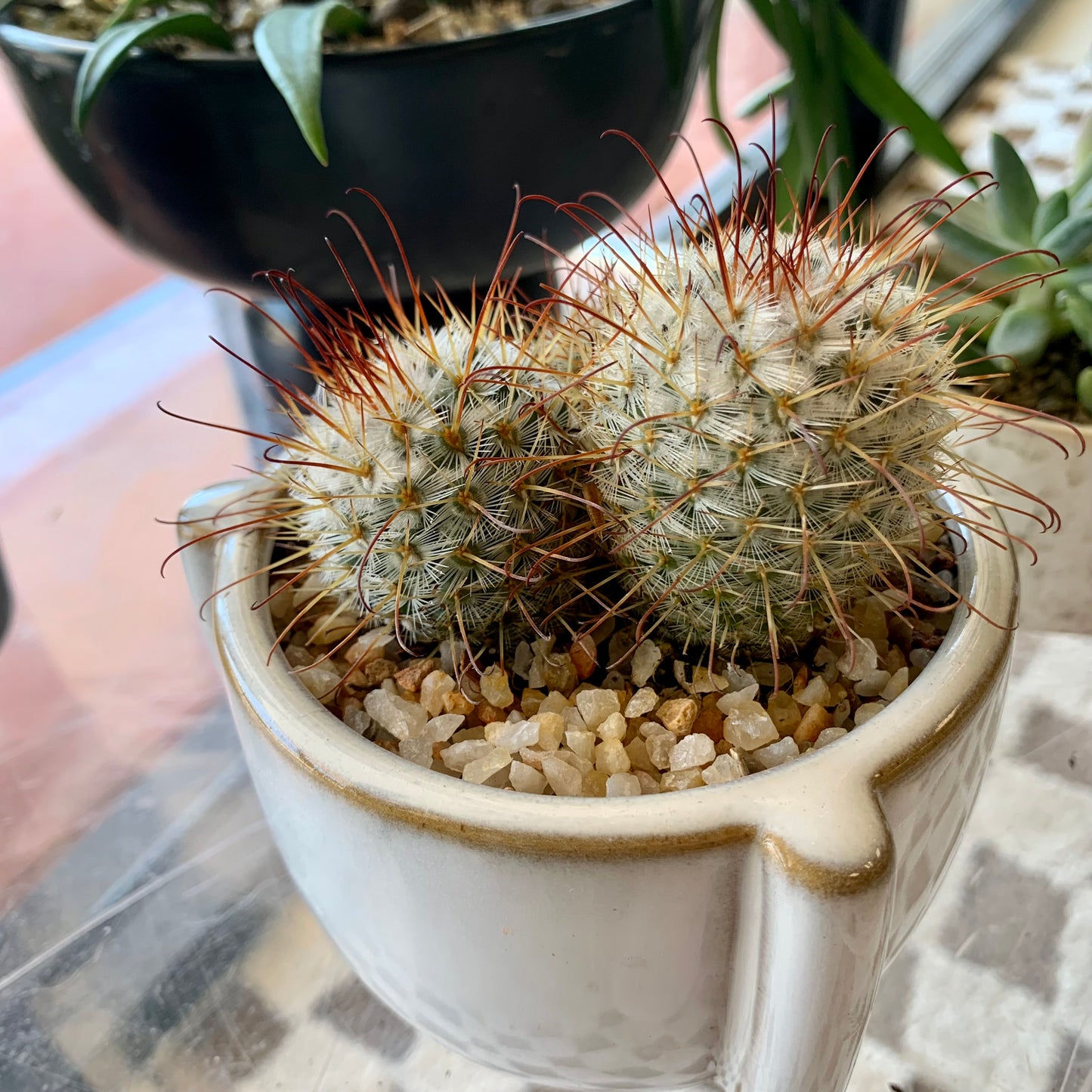 Potted Pincushion Cactus