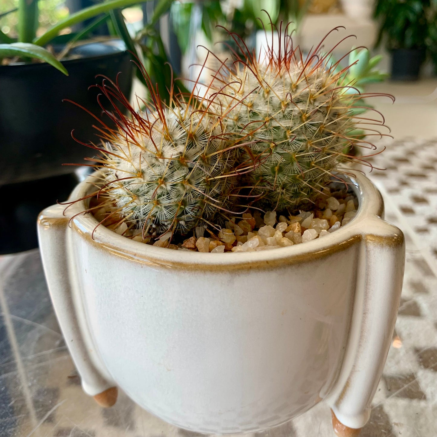 Potted Pincushion Cactus