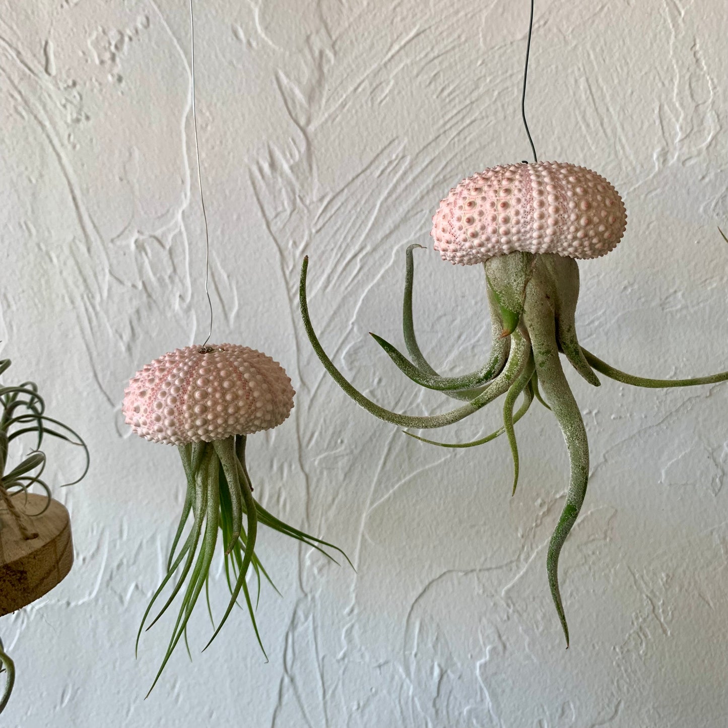 Jellyfish Hanging Airplant