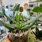 Coral Aloe