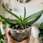 Coral Aloe