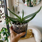 Coral Aloe
