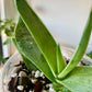 Coral Aloe