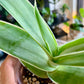 Coral Aloe