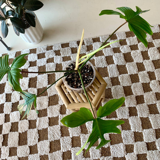 Florida Ghost Philodendron