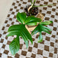 Florida Ghost Philodendron