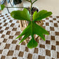 Florida Ghost Philodendron