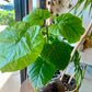 Ficus Umbellata