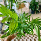 Neanthe Bella Palm "Parlor Palm"