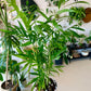 Neanthe Bella Palm "Parlor Palm"