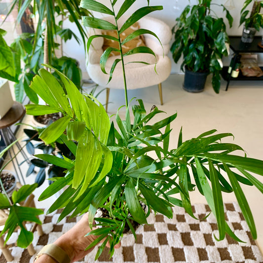 Neanthe Bella Palm "Parlor Palm"
