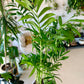 Neanthe Bella Palm "Parlor Palm"
