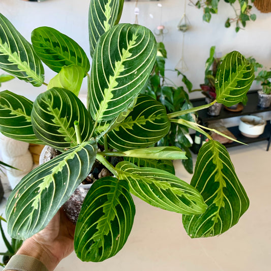 Lemon Lime Maranta Prayer Plant