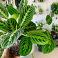 Lemon Lime Maranta Prayer Plant