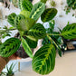 Lemon Lime Maranta Prayer Plant
