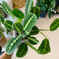 Lemon Lime Maranta Prayer Plant