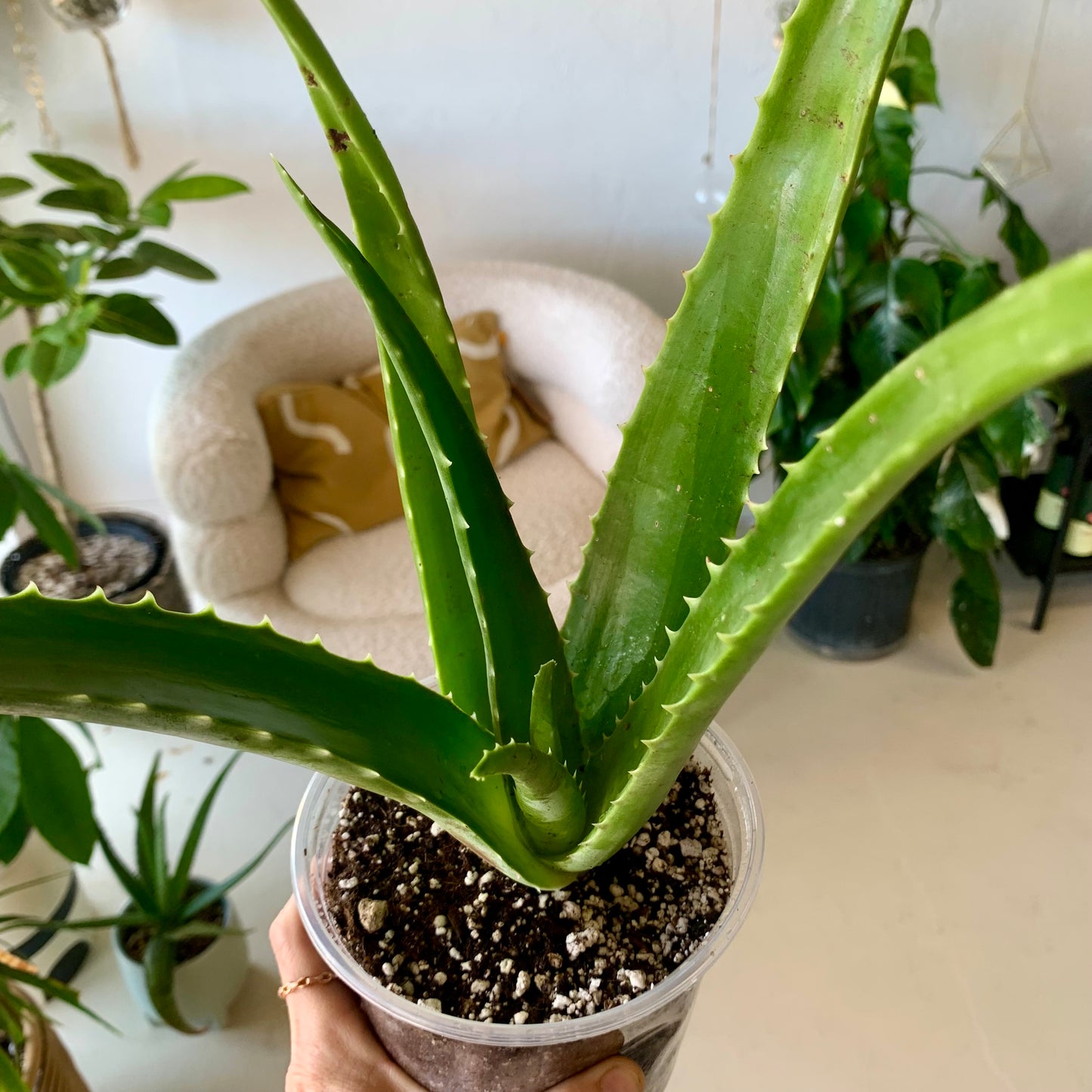 Aloe Vera Plant