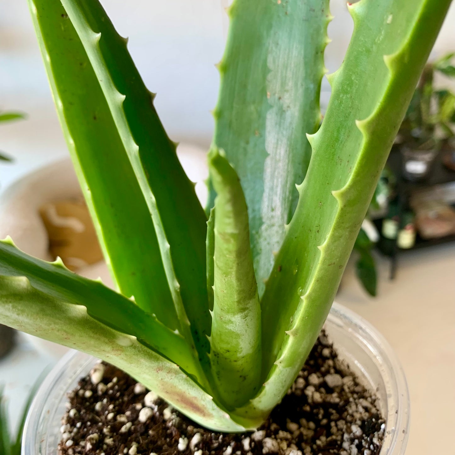 Aloe Vera Plant