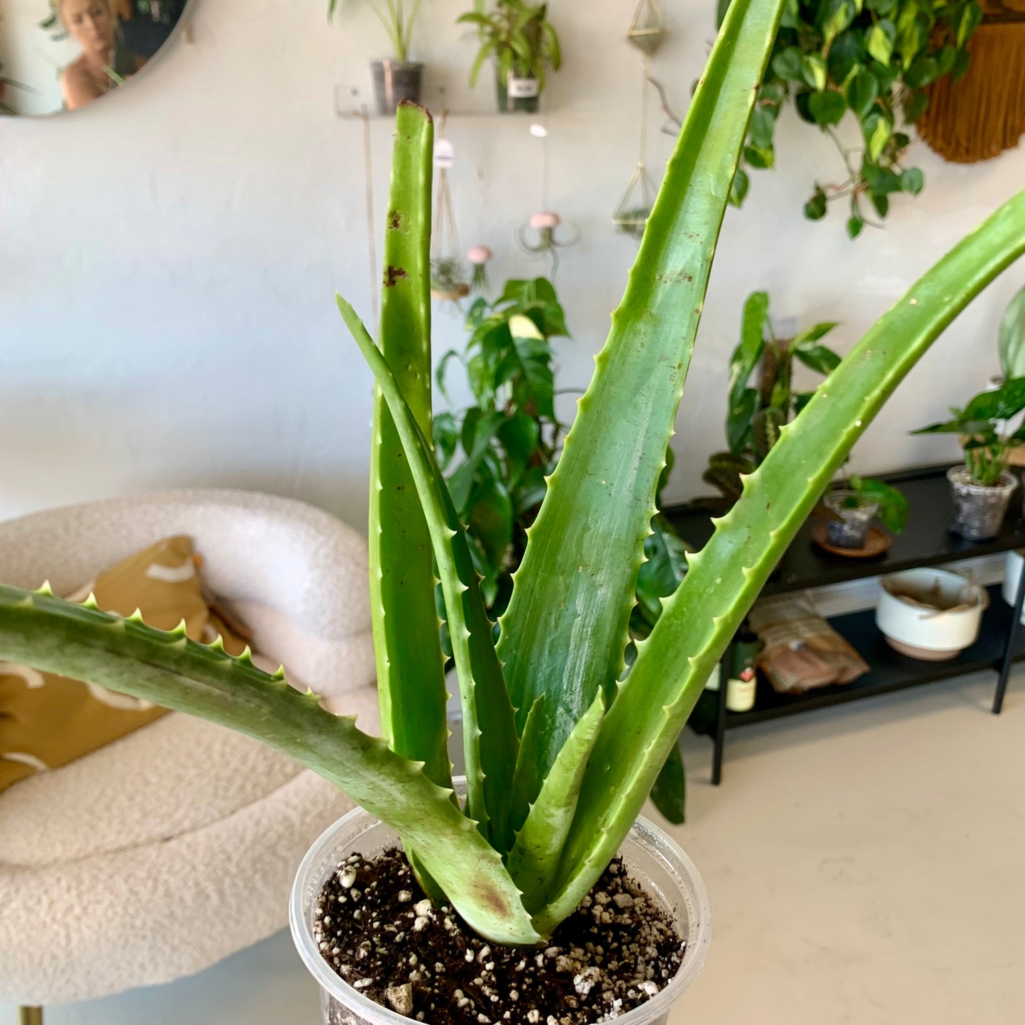 Aloe Vera Plant