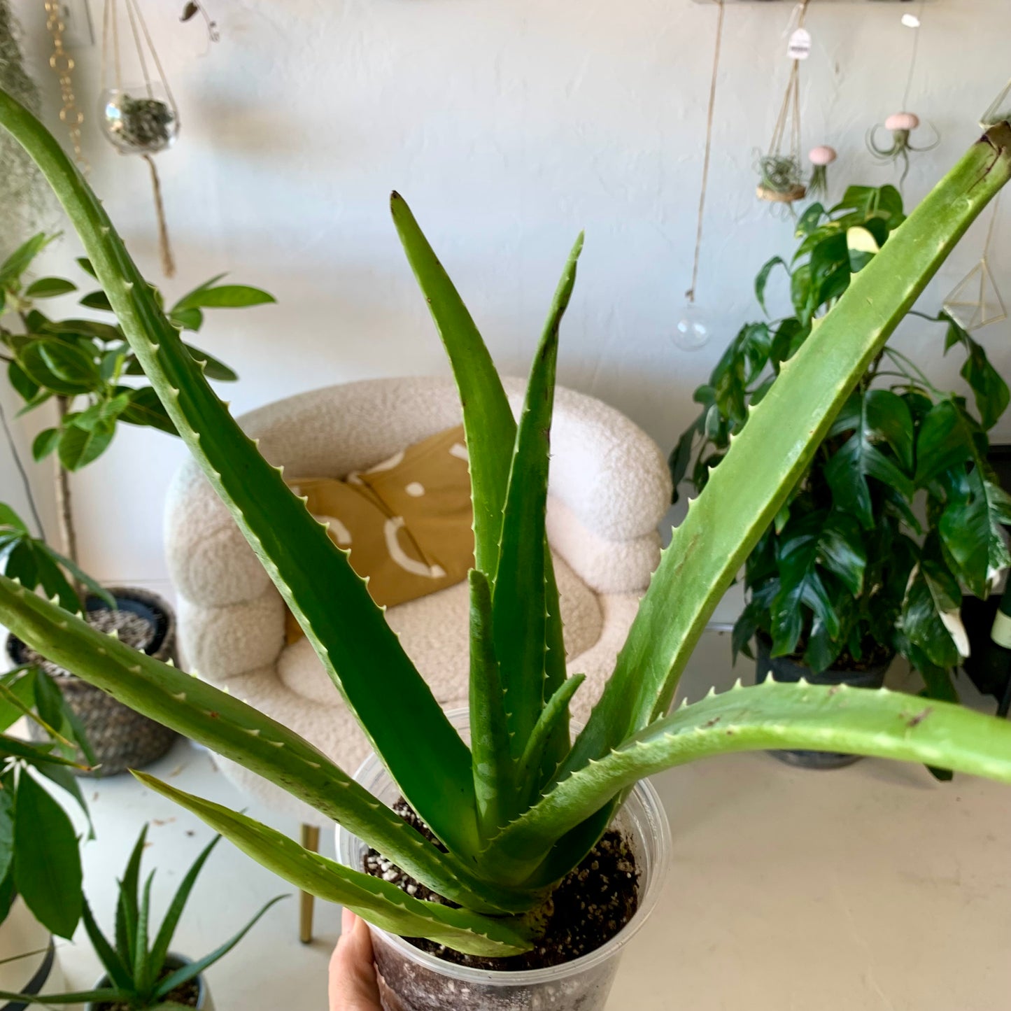 Aloe Vera Plant