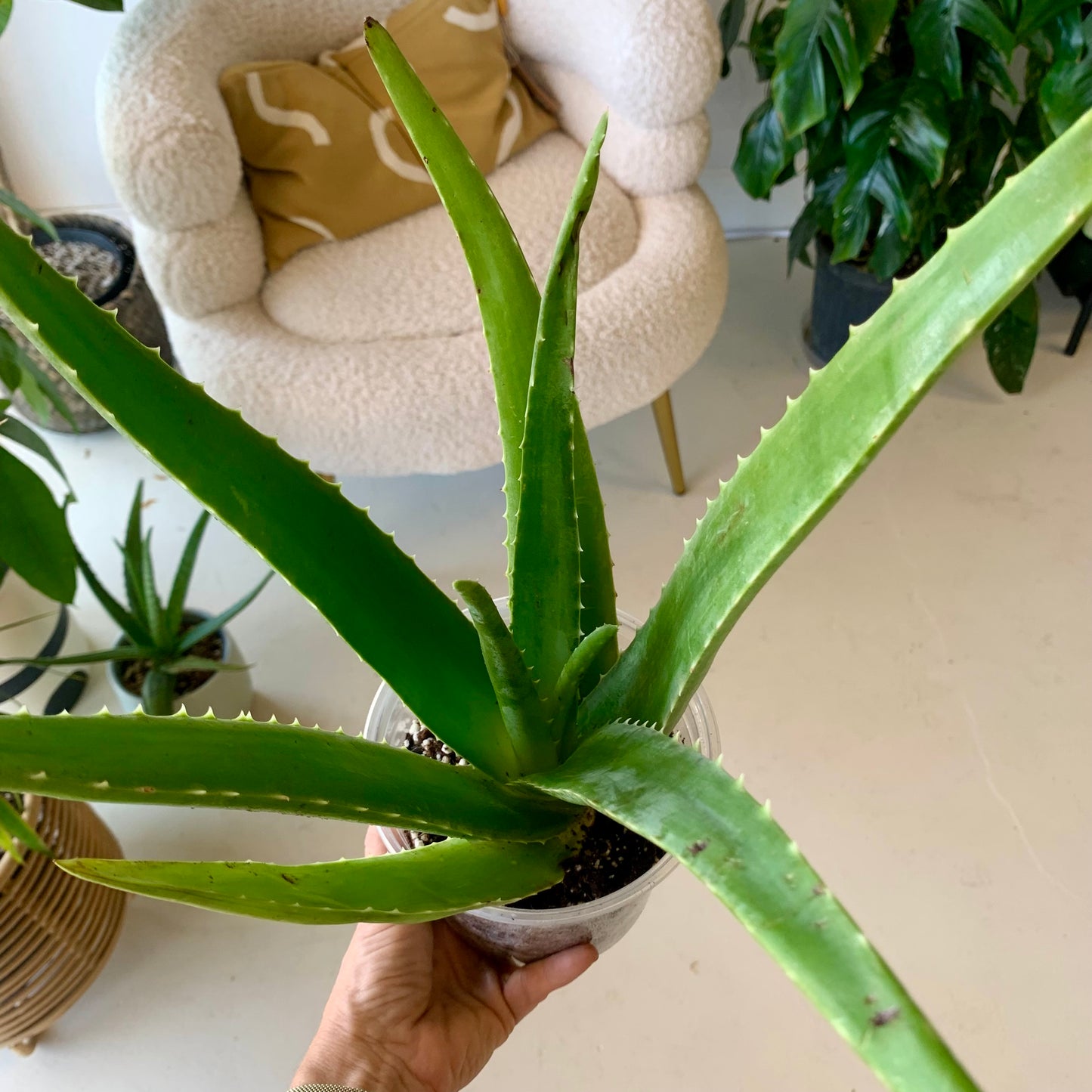 Aloe Vera Plant