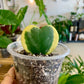 Variegated Hoya Kerrii