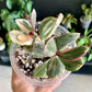 Tricolor Jade