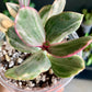 Tricolor Jade