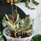 Tricolor Jade
