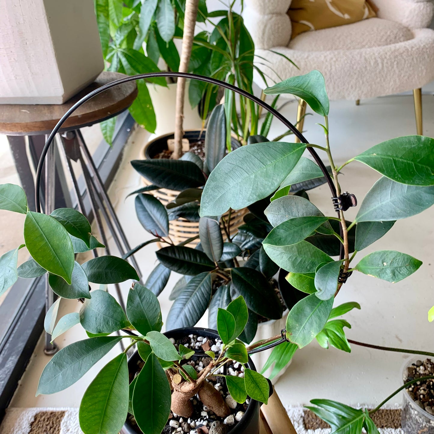 Potted Ficus Ginseng on Trellis