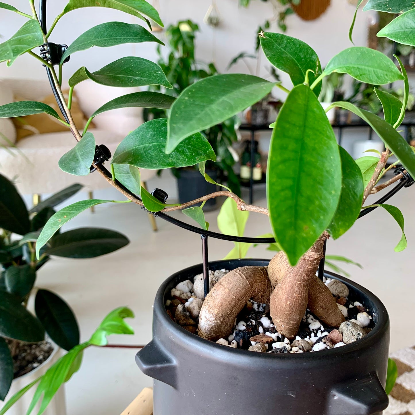 Potted Ficus Ginseng on Trellis