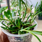 Ruby Necklace Succulent