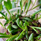 Ruby Necklace Succulent