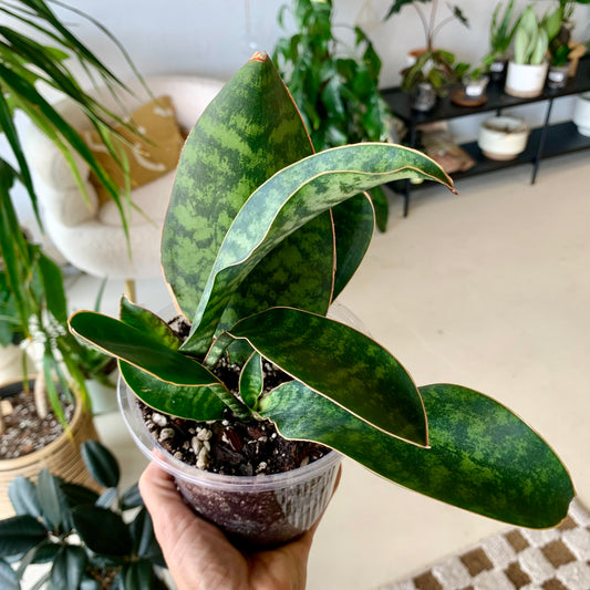 Whale Fin Snake Plant