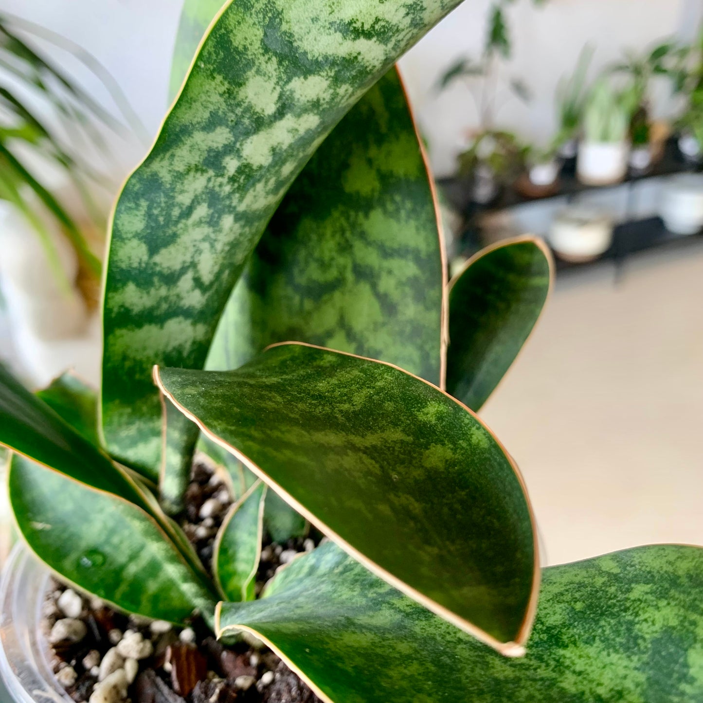 Whale Fin Snake Plant