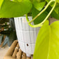 Bray Footed Planter